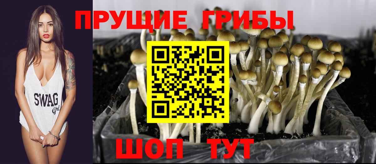 Карталы  Галлюциногенные грибы Psilocybine cubensis  Вход с VPN 